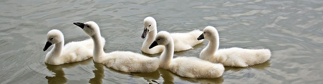 swans-1436275_640